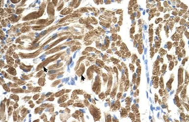 Anti-PEX10 antibody, Internal used in IHC (Paraffin sections) (IHC-P). GTX46881