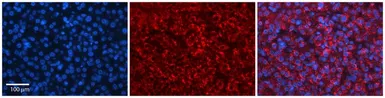 Anti-HERC4 antibody, Internal used in IHC (Paraffin sections) (IHC-P). GTX46908