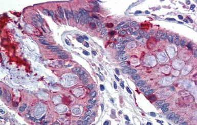Anti-LIN7C antibody, N-term used in IHC (Paraffin sections) (IHC-P). GTX46950