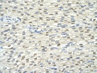 Anti-DAZAP1 antibody, Internal used in IHC (Paraffin sections) (IHC-P). GTX47275
