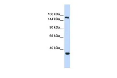 Anti-EIF4G3 antibody, Internal used in Western Blot (WB). GTX47374