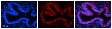Anti-RPLP0 antibody, N-term used in IHC (Paraffin sections) (IHC-P). GTX47427