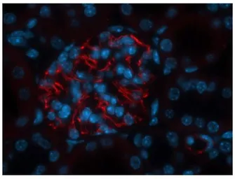 Anti-Bestrophin 3 antibody used in IHC (Paraffin sections) (IHC-P). GTX47910