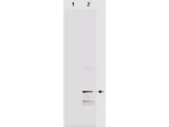 Anti-MIF antibody used in Western Blot (WB). GTX48478