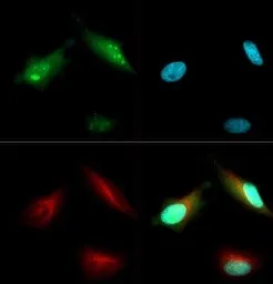 Anti-Bmi1 antibody used in Immunocytochemistry/ Immunofluorescence (ICC/IF). GTX48576