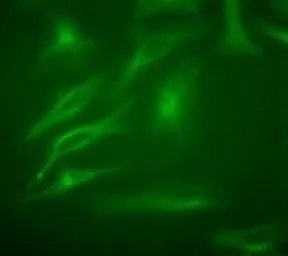 Anti-beta Tubulin antibody used in Immunocytochemistry/ Immunofluorescence (ICC/IF). GTX48617