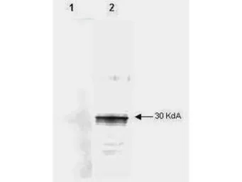 Anti-LEFTY2 antibody [7C5G1H6H10] used in Western Blot (WB). GTX48643