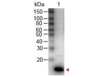 Anti-IL9 antibody (HRP) used in Western Blot (WB). GTX48671