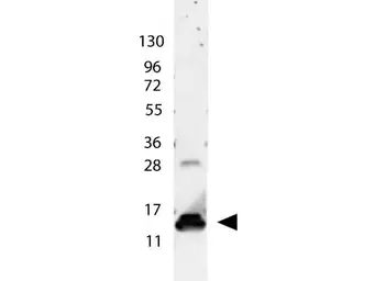Anti-IL9 antibody used in Western Blot (WB). GTX48672