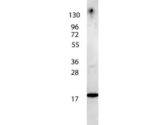 Anti-IL7 antibody (Biotin) used in Western Blot (WB). GTX48673