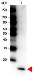 Anti-IL17F antibody (HRP) used in Western Blot (WB). GTX48694