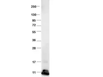 Anti-MCP1 / CCL2 antibody used in Western Blot (WB). GTX48813