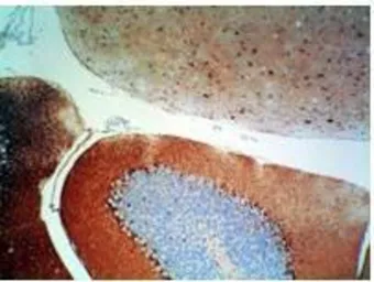 Anti-S100 antibody used in IHC (Paraffin sections) (IHC-P). GTX48819