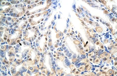 Anti-E2F7 antibody, N-term used in IHC (Paraffin sections) (IHC-P). GTX48989