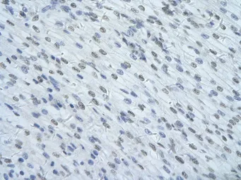 Anti-HNRPUL1 antibody, C-term used in IHC (Paraffin sections) (IHC-P). GTX49009