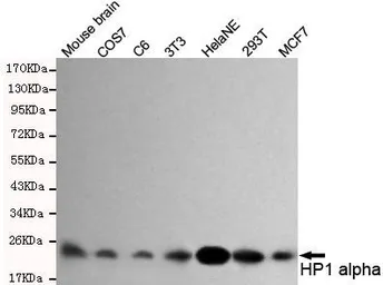 Anti-HP1 alpha antibody [3G2-H10-A6] used in Western Blot (WB). GTX49194