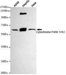 Anti-CYP17A1 antibody [6E1-H9-F6] used in Western Blot (WB). GTX49265
