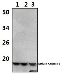 Anti-Caspase 3 p17 subunit antibody used in Western Blot (WB). GTX49360