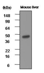 Anti-BHMT antibody [3D6] used in Western Blot (WB). GTX50061