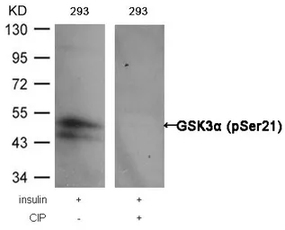 Anti-GSK3 alpha (phospho Ser21) antibody used in Western Blot (WB). GTX50095