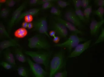 Anti-c-Jun (phospho Thr239) antibody used in Immunocytochemistry/ Immunofluorescence (ICC/IF). GTX50103