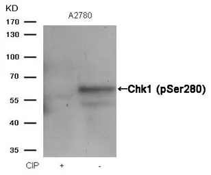 Anti-Chk1 (phospho Ser280) antibody used in Western Blot (WB). GTX50200