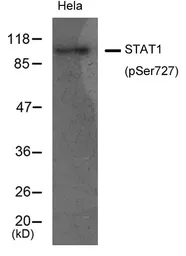 Anti-STAT1 (phospho Ser727) antibody used in Western Blot (WB). GTX50217
