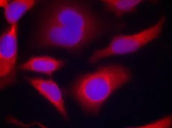Anti-AMPK alpha 1 (phospho Ser496) antibody used in Immunocytochemistry/ Immunofluorescence (ICC/IF). GTX50224