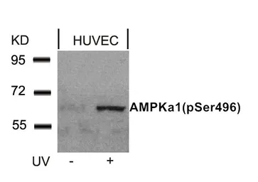 Anti-AMPK alpha 1 (phospho Ser496) antibody used in Western Blot (WB). GTX50224