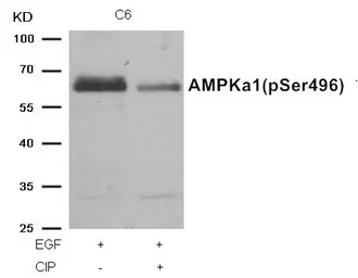 Anti-AMPK alpha 1 (phospho Ser496) antibody used in Western Blot (WB). GTX50224