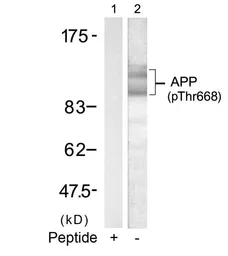 Anti-APP (phospho Thr668) antibody used in Western Blot (WB). GTX50235