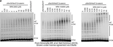 Anti-beta Catenin (phospho Ser33) antibody used in Western Blot (WB). GTX50255