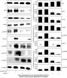 Anti-eIF4E (phospho Ser209) antibody used in Western Blot (WB). GTX50268