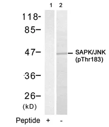 Anti-JNK (phospho Thr183) antibody used in Western Blot (WB). GTX50278