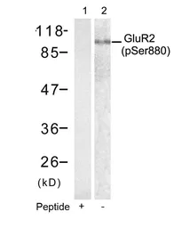 Anti-GluR2 (phospho Ser880) antibody used in Western Blot (WB). GTX50311