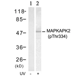 Anti-MAPKAPK-2 (phospho Thr334) antibody used in Western Blot (WB). GTX50321