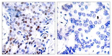 Anti-c-Jun antibody used in IHC (Paraffin sections) (IHC-P). GTX50381