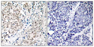 Anti-c-Myc antibody used in IHC (Paraffin sections) (IHC-P). GTX50395