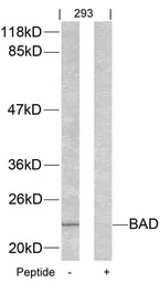 Anti-Bad antibody used in Western Blot (WB). GTX50417