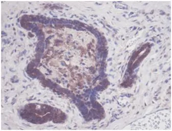Anti-p53 antibody used in IHC (Paraffin sections) (IHC-P). GTX50438