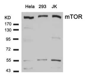 Anti-mTOR antibody used in Western Blot (WB). GTX50541