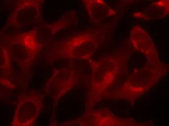 Anti-eIF4E antibody used in Immunocytochemistry/ Immunofluorescence (ICC/IF). GTX50553