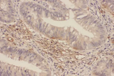 Anti-ERK1/2 antibody used in IHC (Paraffin sections) (IHC-P). GTX50560