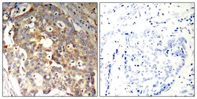 Anti-JNK antibody used in IHC (Paraffin sections) (IHC-P). GTX50564