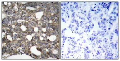 Anti-Connexin 43 antibody used in IHC (Paraffin sections) (IHC-P). GTX50571
