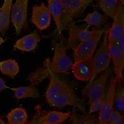 Anti-LC3A antibody used in Immunocytochemistry/ Immunofluorescence (ICC/IF). GTX50635