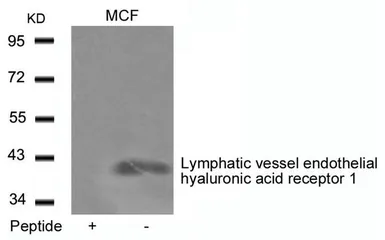 Anti-LYVE1 antibody used in Western Blot (WB). GTX50637