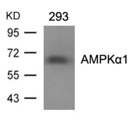 Anti-AMPK alpha 1 antibody used in Western Blot (WB). GTX50705