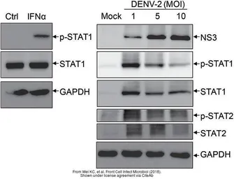 Anti-STAT2 (phospho Tyr690) antibody used in Western Blot (WB). GTX50721