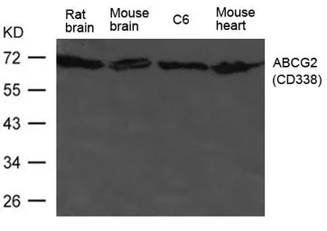 Anti-ABCG2 antibody used in Western Blot (WB). GTX50793